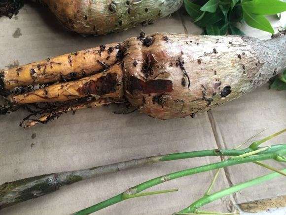 我怎么养发财树的全过程 图片