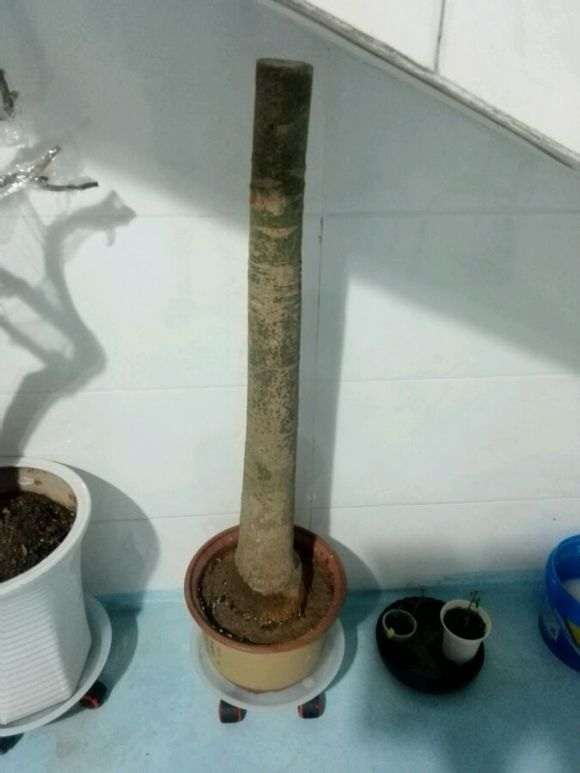 为什么发财树下山桩要浇定根水