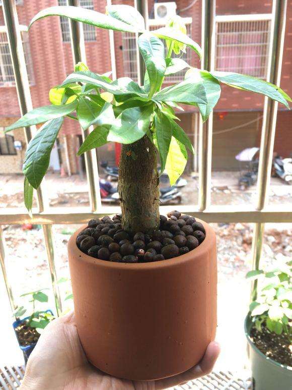 养发财树用泥炭土 珍珠岩 可以吗