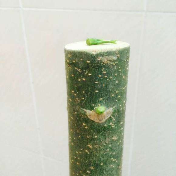 发财树下山桩截顶后 怎么出芽的方法