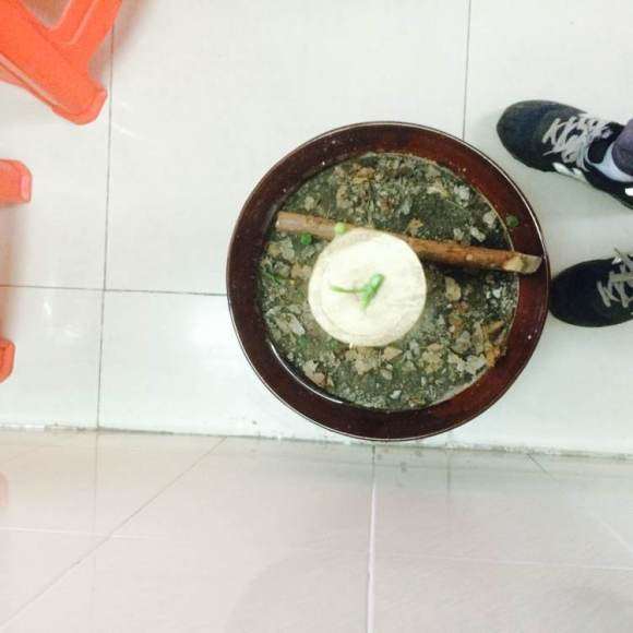 发财树下山桩截顶后 怎么出芽的方法
