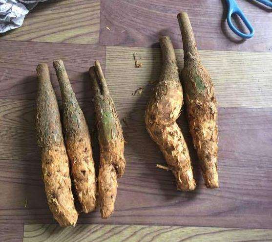 无根叶的发财下山桩怎么种植的过程