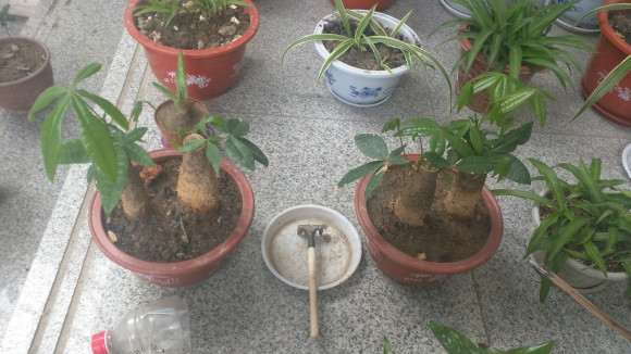 无根叶的发财下山桩怎么种植的过程