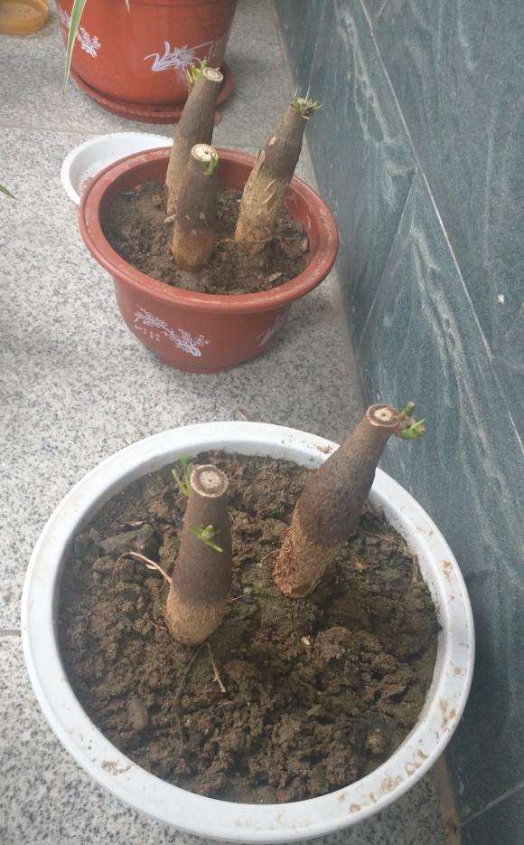 无根叶的发财下山桩怎么种植的过程