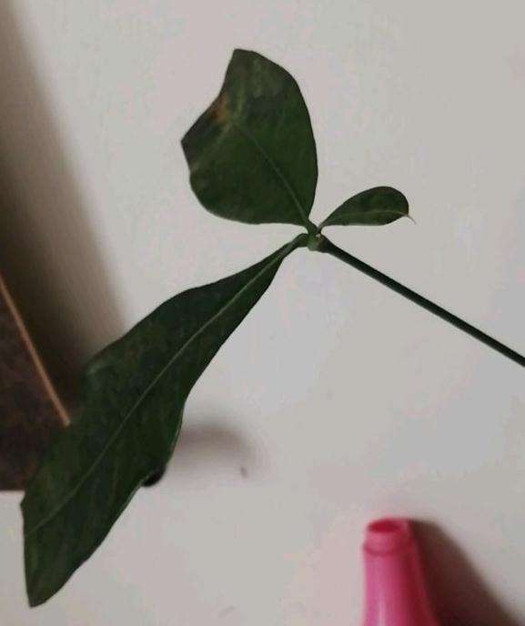 发财树最后的几片叶子