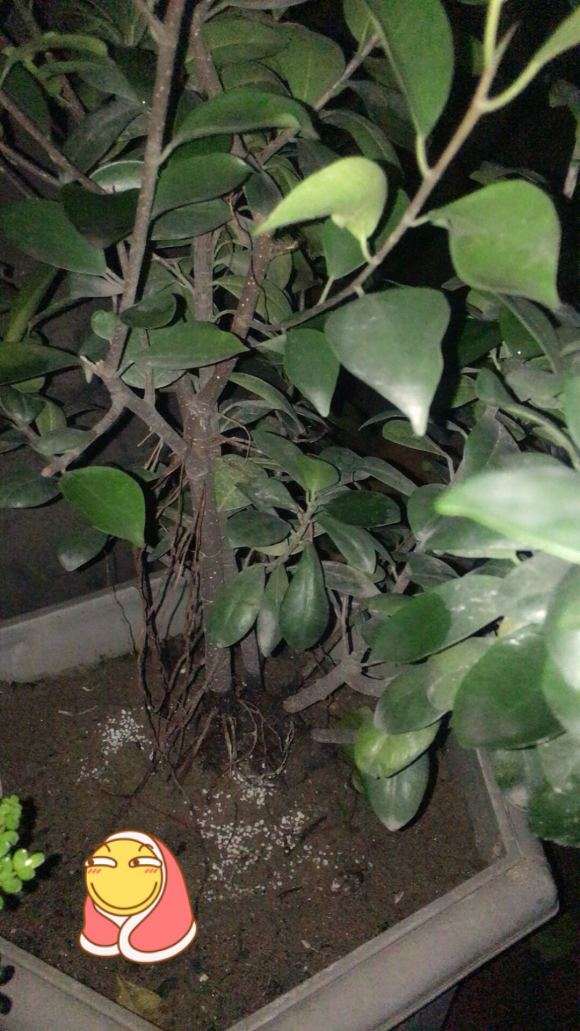 发财树最后的几片叶子