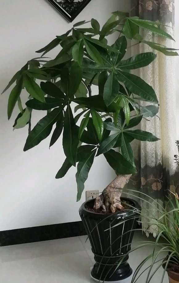 养了三年的发财树 叶子越来越大