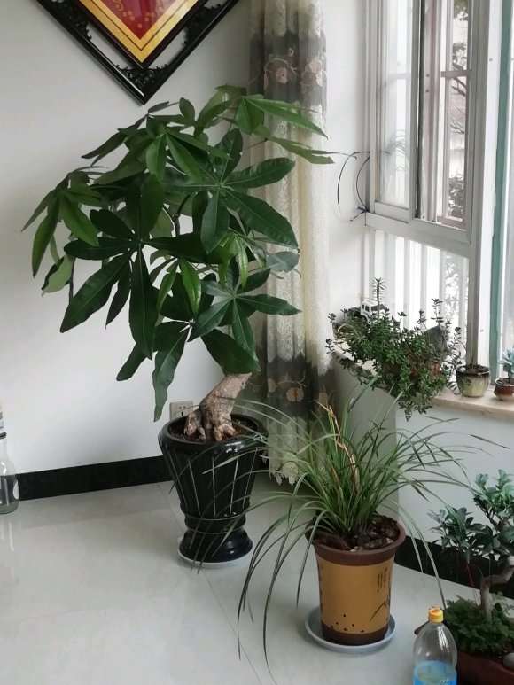 养了三年的发财树 叶子越来越大