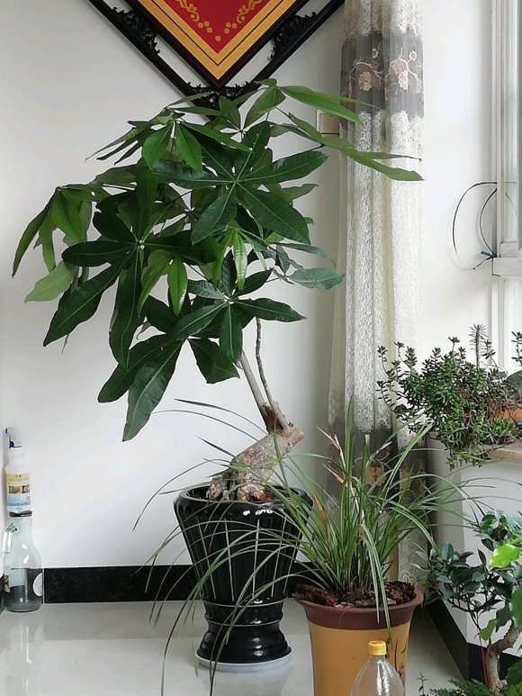 养了三年的发财树 叶子越来越大