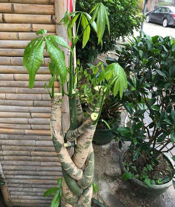 发财树用什么花盆 想买一个