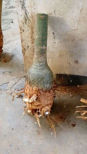 买发财树下山桩 这个长的快吗