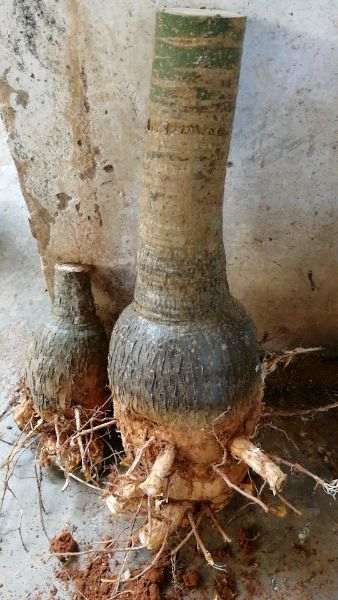 买发财树下山桩 这个长的快吗