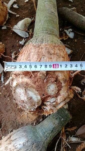 买发财树下山桩 这个长的快吗