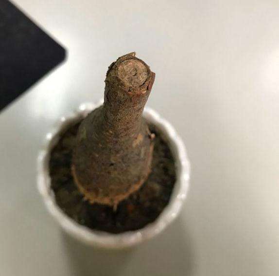 网购的光杆发财树下山桩,要怎么养?套袋。