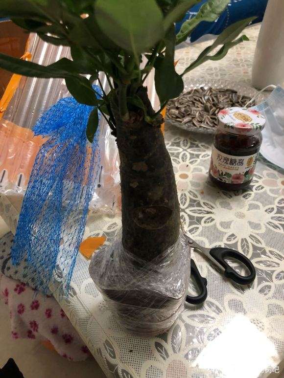 新买的发财树下山桩 请问能成活吗