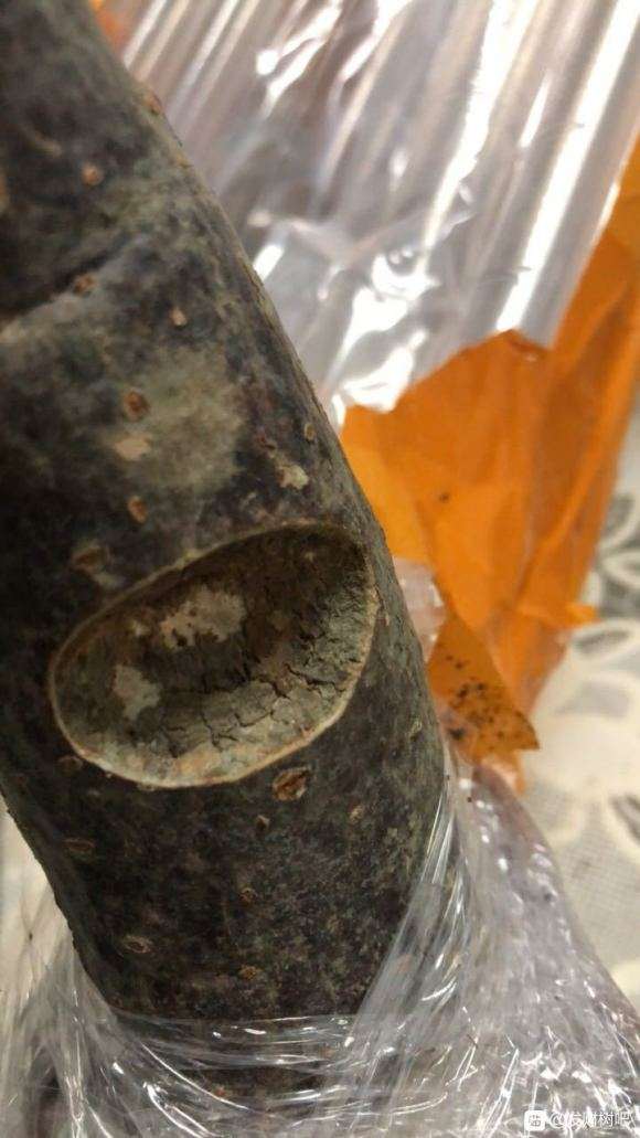 新买的发财树下山桩 请问能成活吗