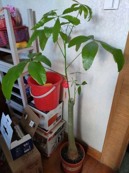 发财树下山桩长得太高 要把顶端剪掉吗