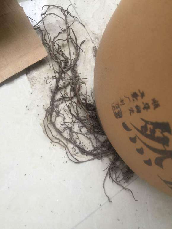 自己养的发财树 盆子太小了吗