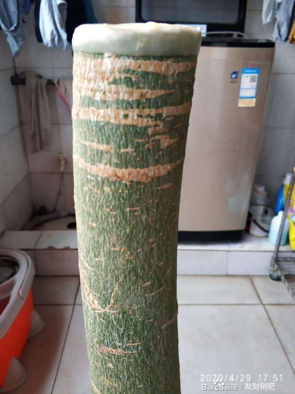 大提根发财树下山桩怎么上盆的方法