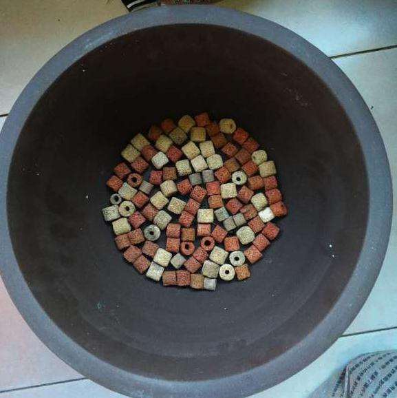 大提根发财树下山桩怎么上盆的方法