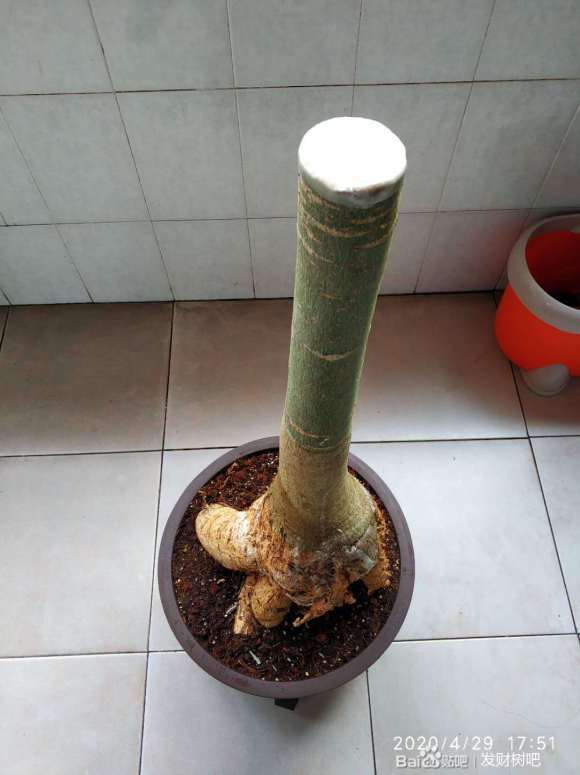 大提根发财树下山桩怎么上盆的方法