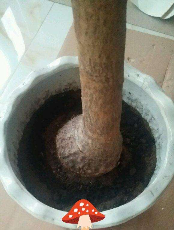 发财树下山桩怎么成长的记录贴