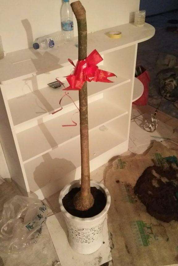 发财树下山桩怎么成长的记录贴