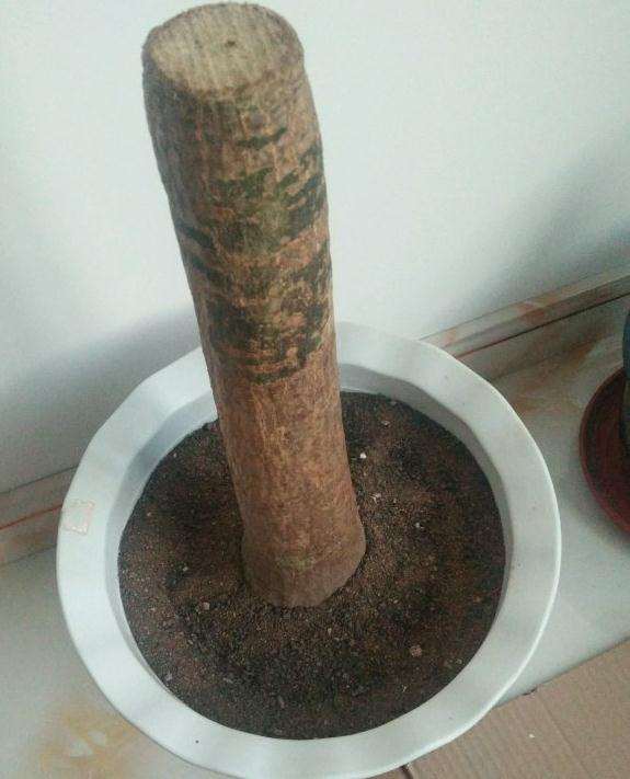 发财树下山桩怎么成长的记录贴