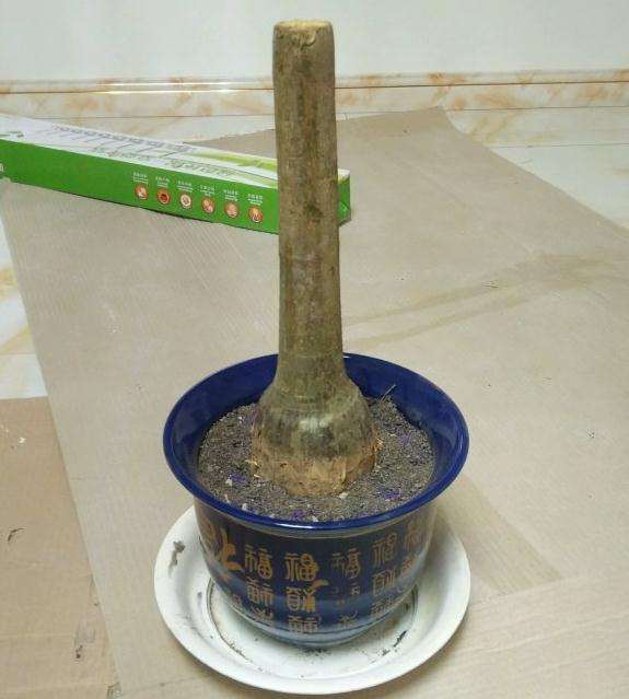 发财树下山桩怎么成长的记录贴