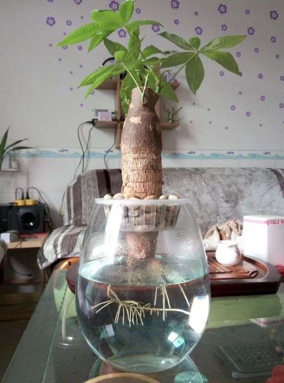 水培的发财树下山桩 终于长水根了
