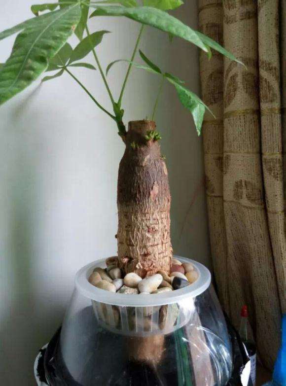 水培的发财树下山桩 终于长水根了