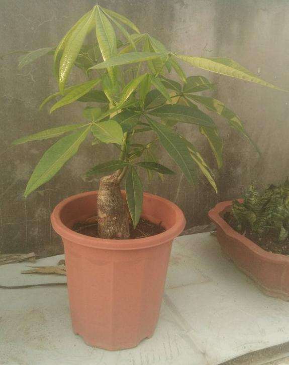 发财树换盆前后的对比照