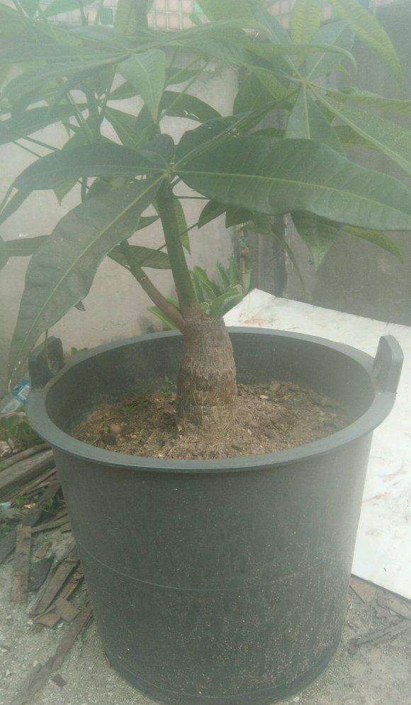 发财树换盆前后的对比照