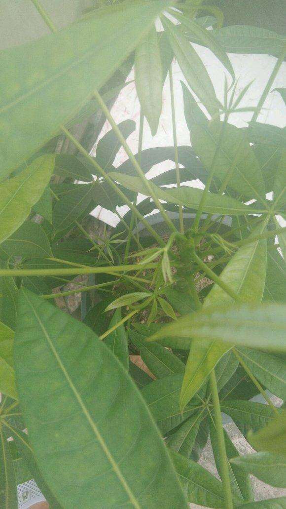 发财树换盆前后的对比照