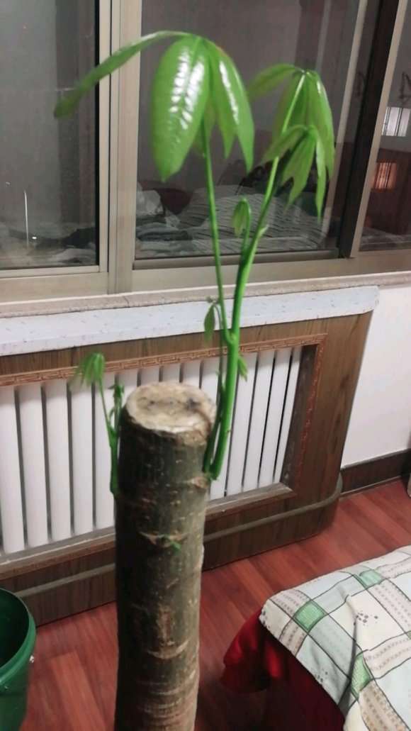 发财树出现透明的粘液