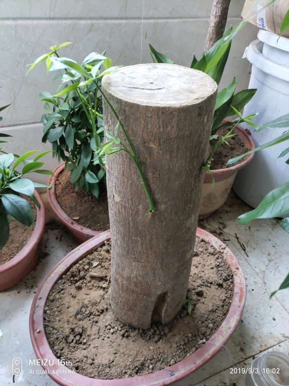 为什么室内养发财树不出这样效果