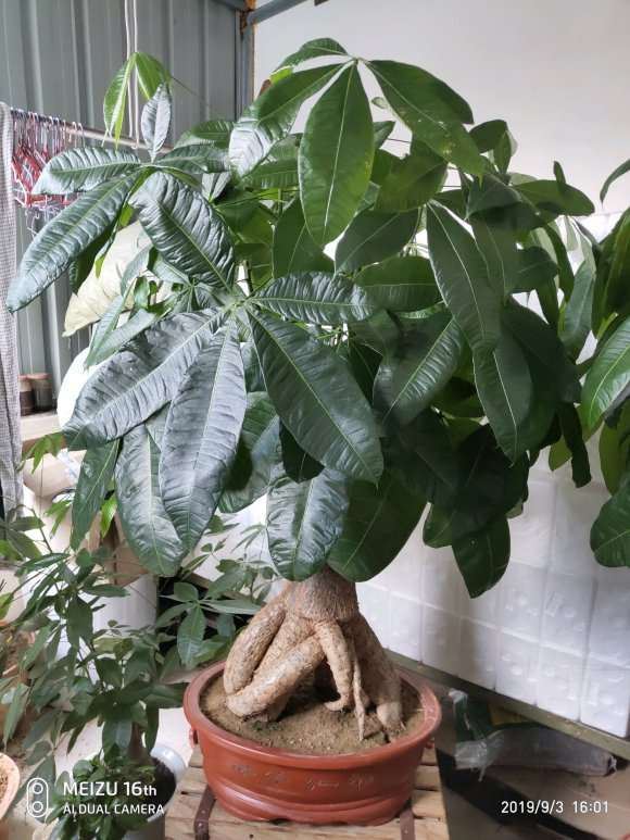 为什么室内养发财树不出这样效果