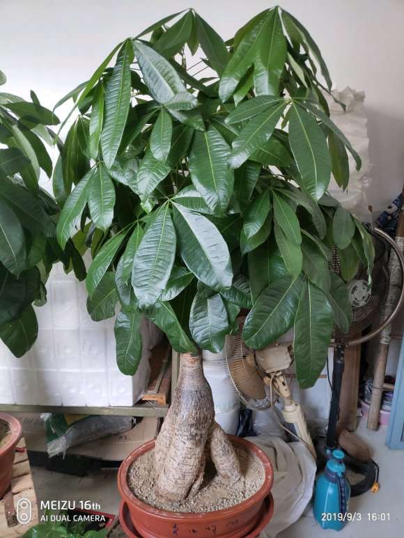 为什么室内养发财树不出这样效果