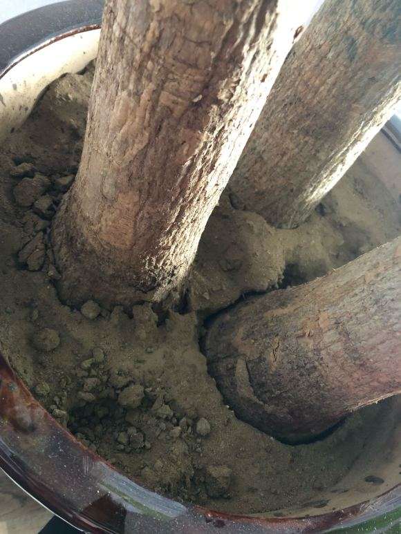 发财树下山桩用普通的黄土