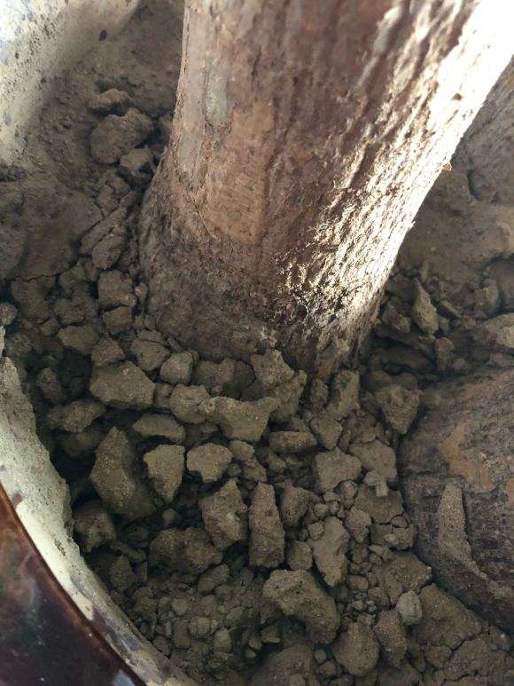 发财树下山桩用普通的黄土