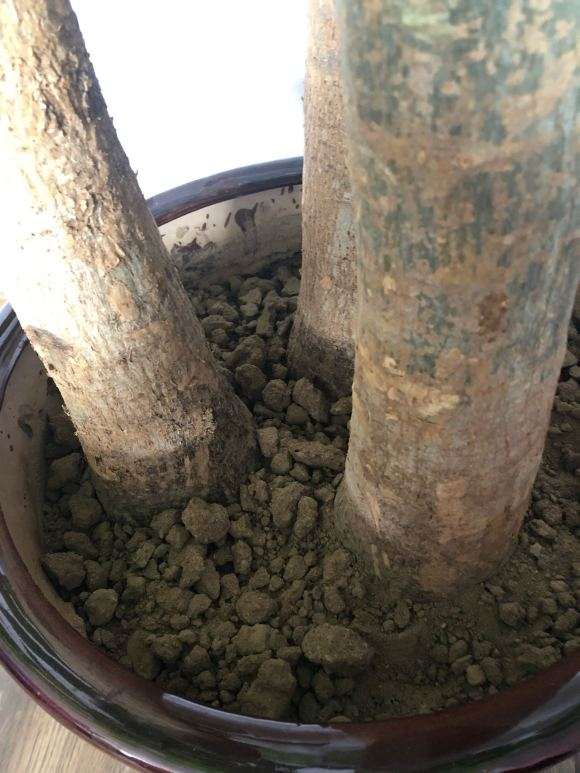 发财树下山桩用普通的黄土