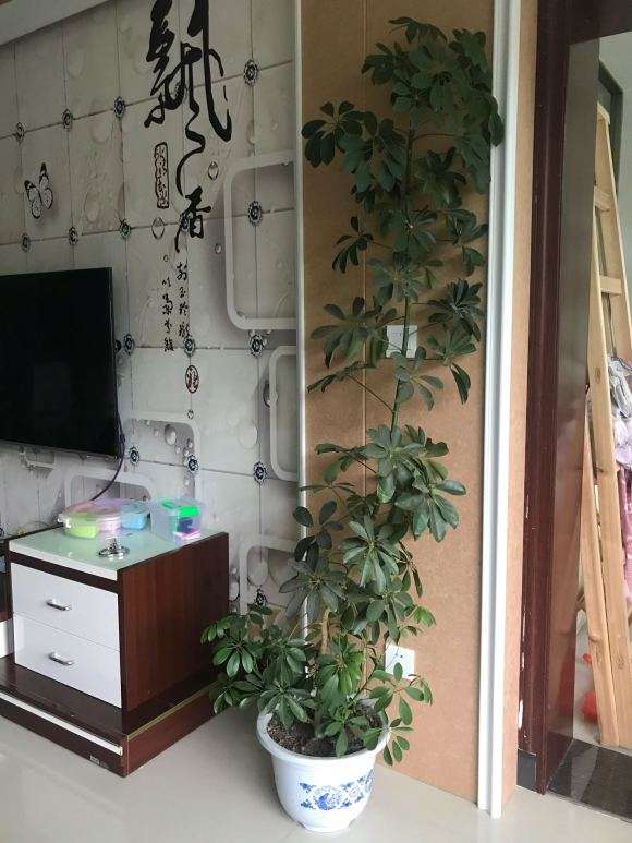 发财树长太高 要怎么修剪