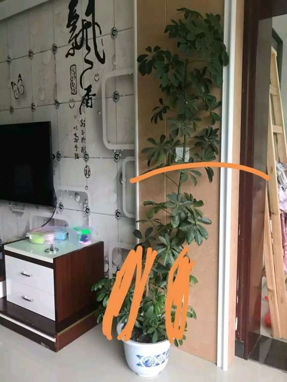 发财树长太高 要怎么修剪