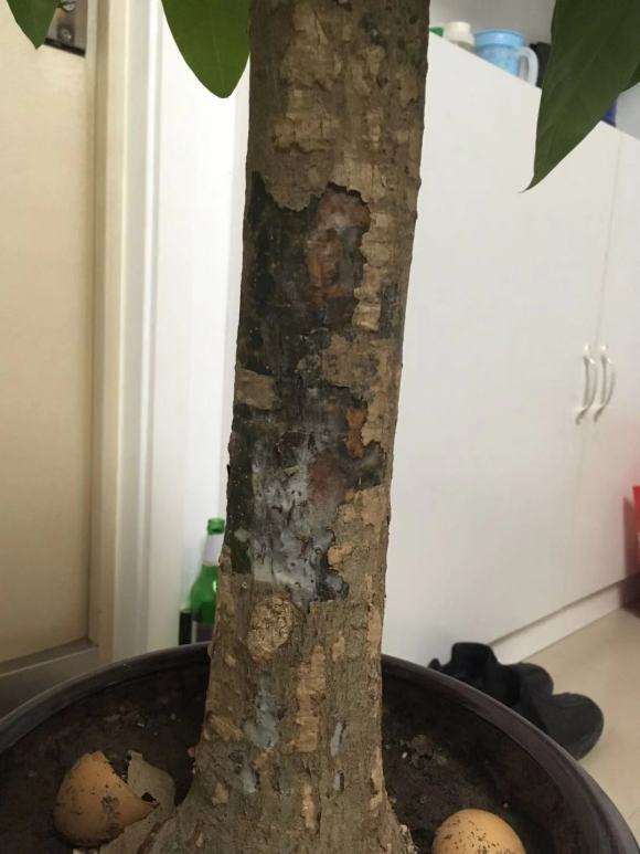 发财树养了一个月 树干发霉了 图片