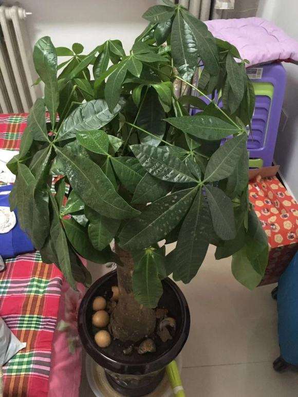 发财树养了一个月 树干发霉了 图片