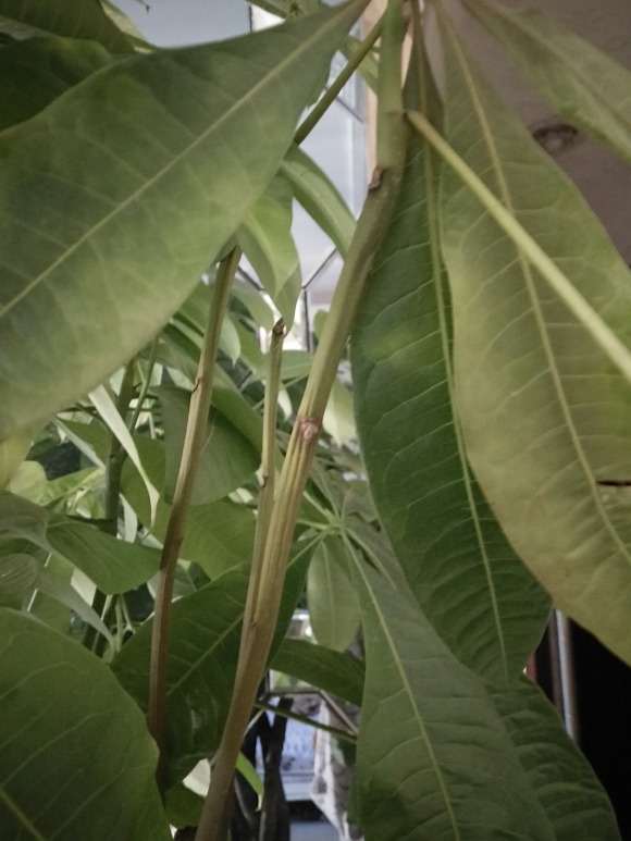 五辫发财树叶子枯黄 怎么办