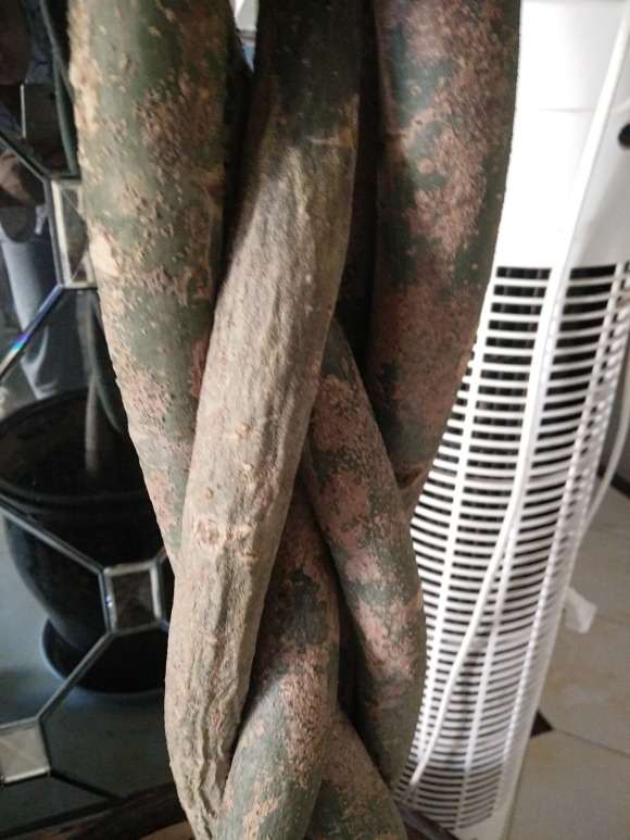 五辫发财树叶子枯黄 怎么办