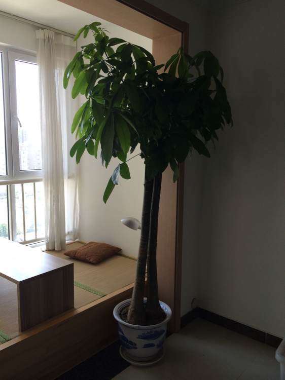 家里的发财树长得太快了