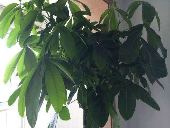家里的发财树长得太快了