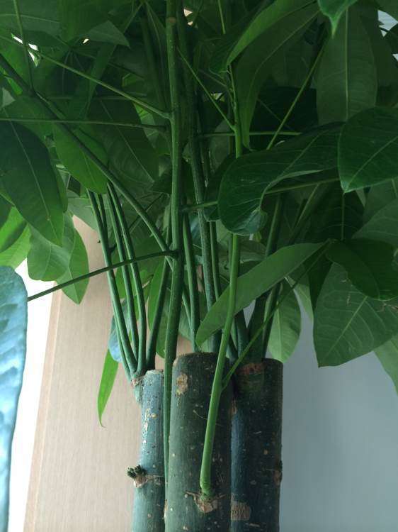 家里的发财树长得太快了